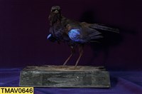 藏品(臺灣紫嘯鶇)的圖片